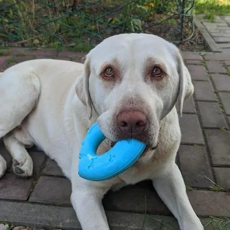 Camping U Babci Jozi Zator