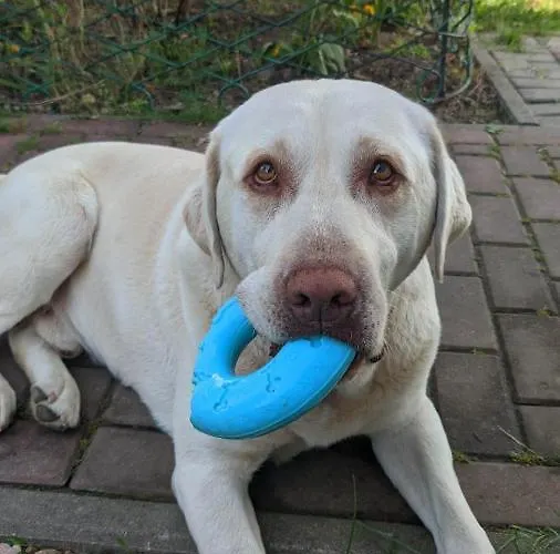 Kemp U Babci Jozi Zator